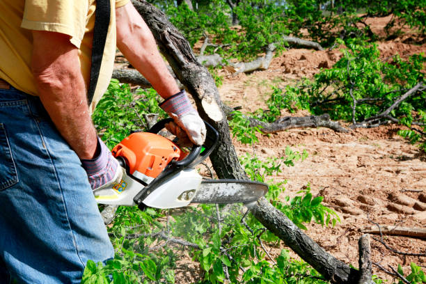 Professional Tree Removal in Breckenridge, MI